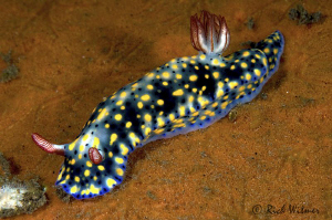 Hypselodoris infucata.  D300/Inon Strobes/105mm. by Richard Witmer 